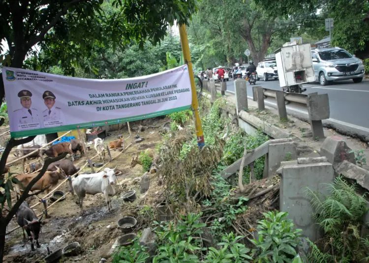 Foto Imbauan Larangan Masuk Hewan Kurban Jelang Idul Adha di Tangerang