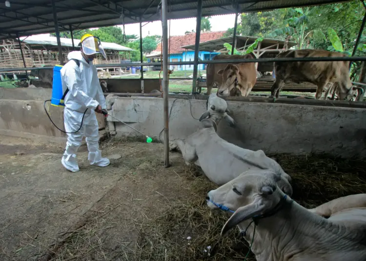 Foto Penyemprotan Disinfektan untuk Hewan di Kabupaten Tangerang