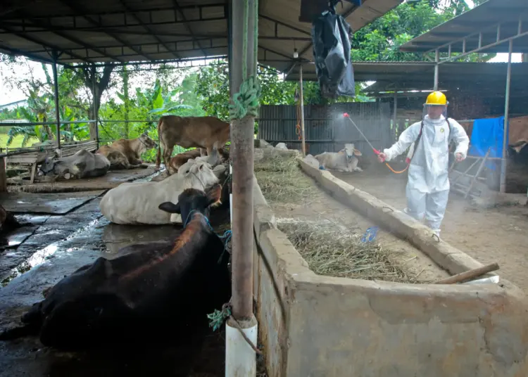 Foto Penyemprotan Disinfektan untuk Hewan di Kabupaten Tangerang