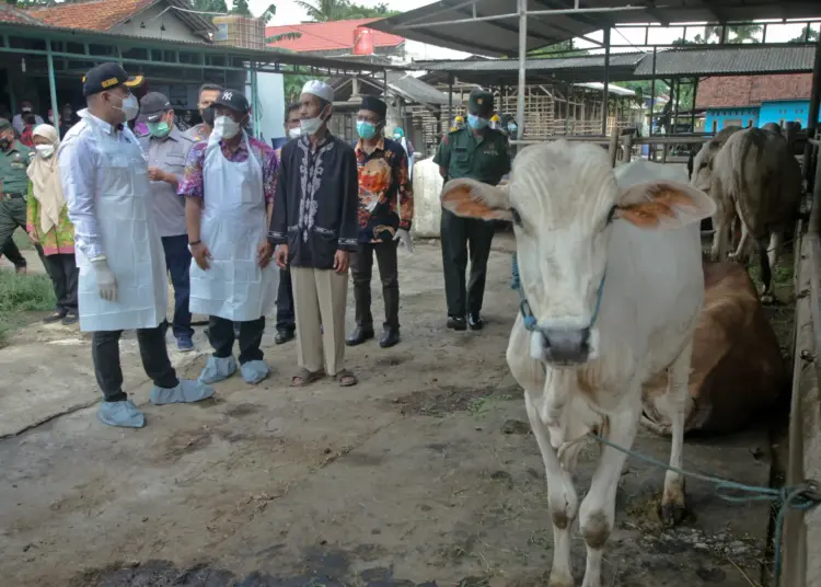 Foto Penyemprotan Disinfektan untuk Hewan di Kabupaten Tangerang