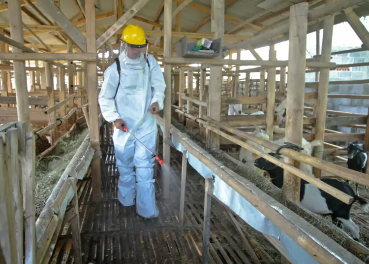 Foto Penyemprotan Disinfektan untuk Hewan di Kabupaten Tangerang