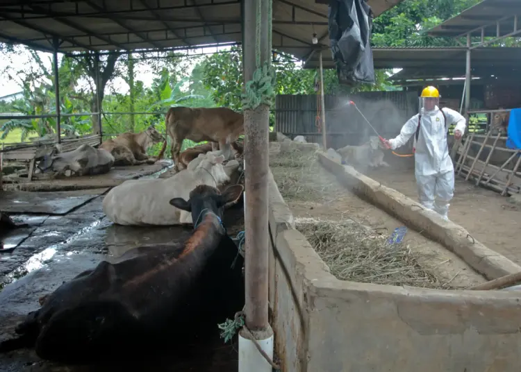 Foto Penyemprotan Disinfektan untuk Hewan di Kabupaten Tangerang