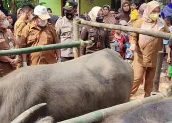 VAKSIN HEWAN TERNAK–Bupati Pandeglang, Irna Narulita, bersama jajarannya sedang meninjau penyutikan vaksin terhadap hewan ternak, di Kecamatan Saketi, Senin (27/6/2022). (ISTIMEWA)