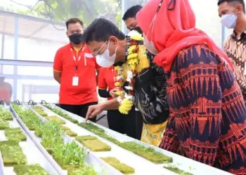 Rumah Bibit dan Magot Anthurium Alfamart Hadir di Nambo Jaya Karawaci