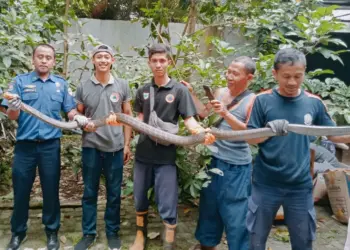 Petugas BPBDPK Pandeglang, sedang menujukkan ular king kobra yang berhasil ditangkap dari rumah warga, Jumat (15/7/2022). (ISTIMEWA')