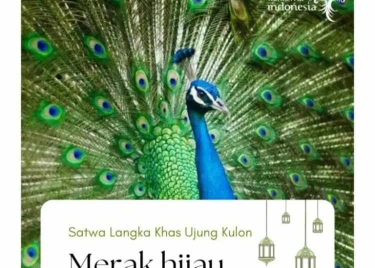 Merak Hijau. (ILUSTRASI)