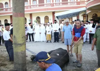 Bupati Serang Ratu Tatu Chasanah, menyaksikan penyembelihan hewan kurban di masjid Kelurahan/Kecamatan Kramatwatu, Kabupaten Serang, Minggu (10/7/2022). (ISTIMEWA)