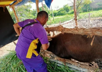 Tenaga Kesehatan Hewan dari Distan Kabupaten Serang, sedang melakukan penanganan PMK terhadap hewan ternak, belum lama ini. (ISTIMEWA)