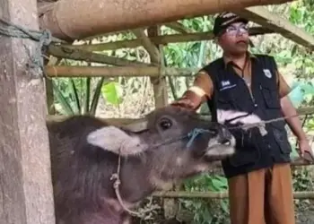 Kepala DPKP Pandeglang, M. Nasir, sedang menunjukkan hewan kerbau yang sudah di vaksinasi. (ISTIMEWA)