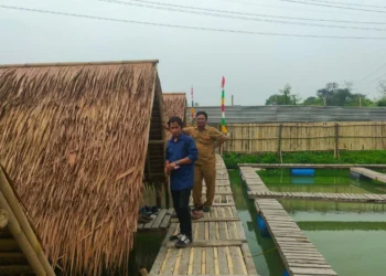 Lahan bengkok yang akan dimanfaatkan untuk budidaya Nila. (ISTIMEWA)