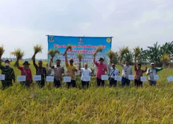 Petani di Toyomerto panen padi. (ISTIMEWA)