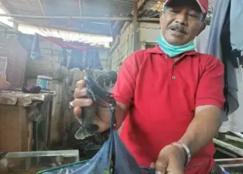 Isi Masa Pensiun, Warga Ciledug Ini Pilih Budidaya Lobster Air Tawar