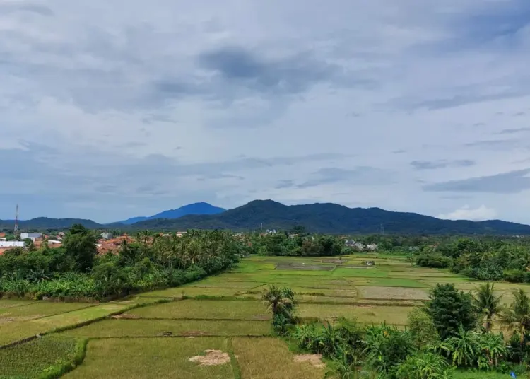 Luas Lahan Sawah Dilindungi (LSD) di Kabupaten Serang, saat ini sudah banyak beralih fungsi menjadi pemukiman, industri dan perkantoran. Dari data yang dikeluarkan Kementerian ATR seluas 41.303,65 hektar, yang ada sekarang hanya seluas 32.229 hektar. (ISTIMEWA)