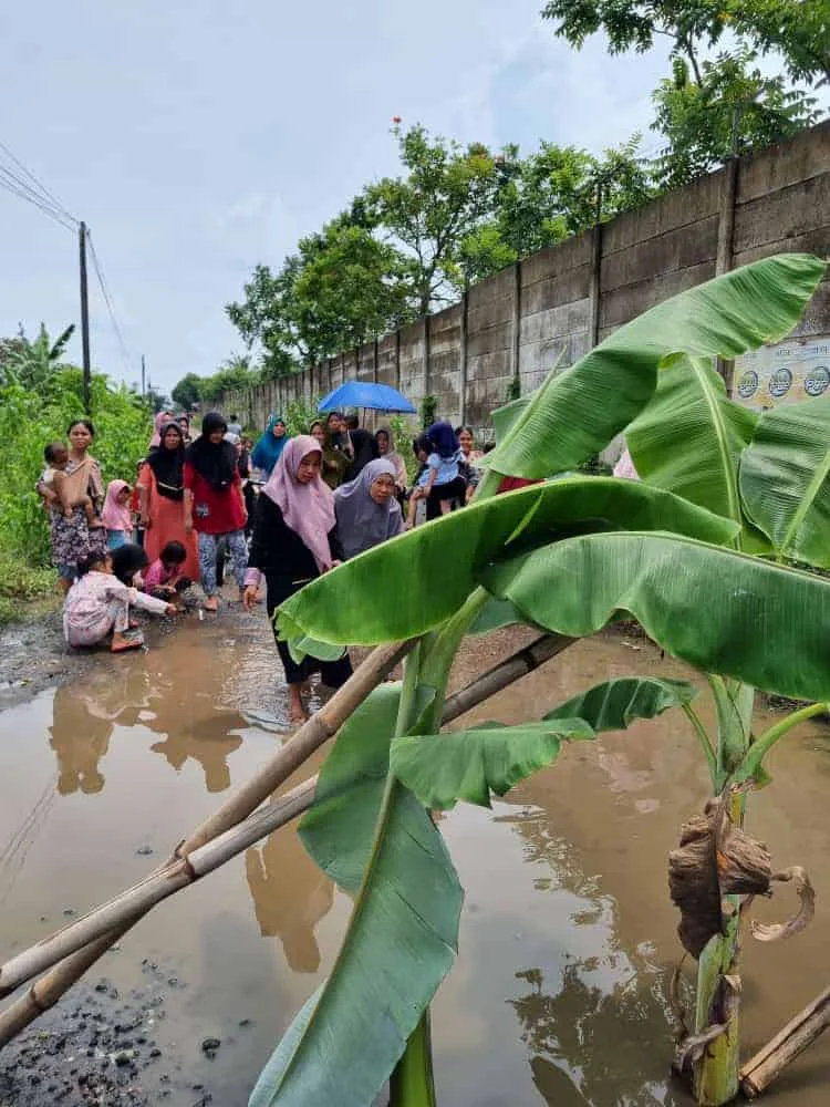 Protes Jalan Rusak, Warga Tanam Pisang di Tengah Jalan Raya Sindang Jaya