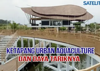 Video Daya Tarik Ketapang Urban Aquaculture di Kabupaten Tangerang