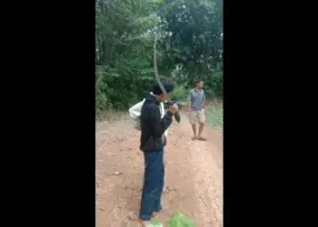 Sok Jago, Siswa di Lebak Bawa Celurit dan Gergaji, Pas Tertangkap Polisi Mirip Ayam Sayur