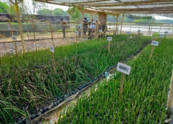 Dinas Lingkungan Hidup (DLH) Kabupaten Serang, menanam mangrove disepanjang pantai. (ISTIMEWA)