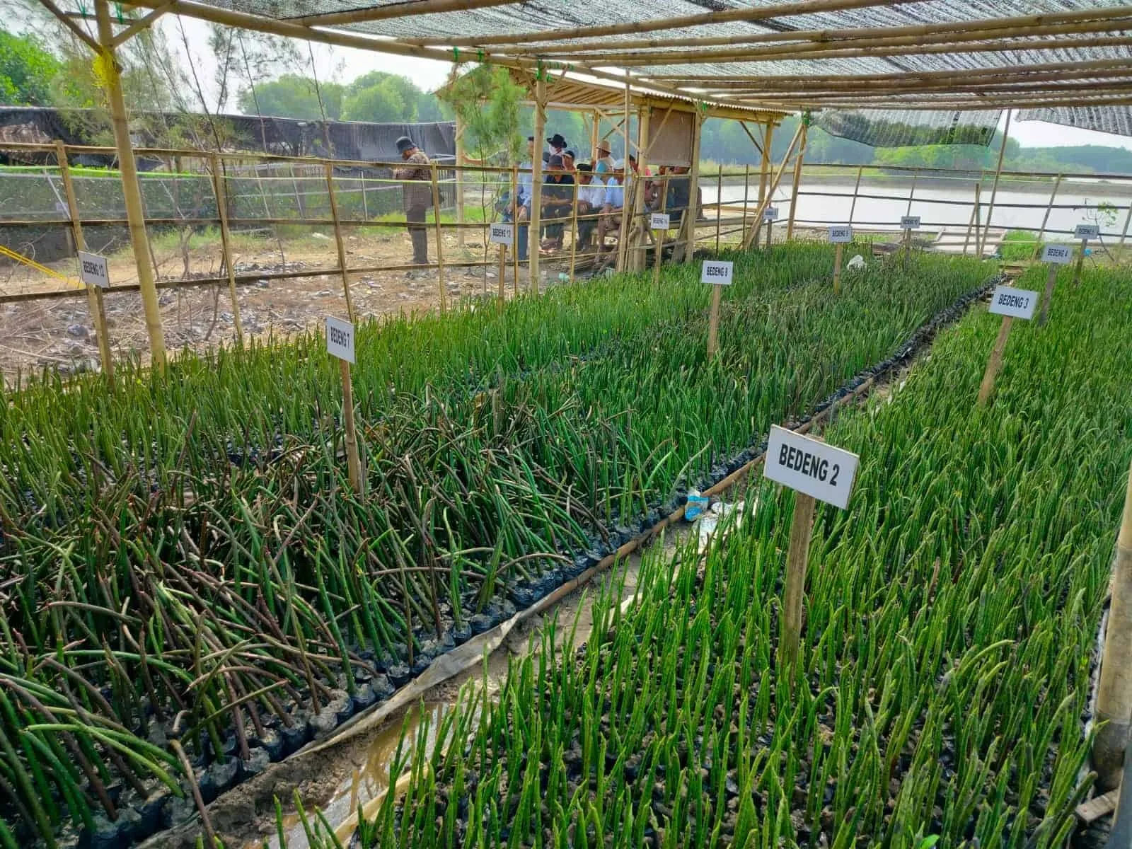 Dinas Lingkungan Hidup (DLH) Kabupaten Serang, menanam mangrove disepanjang pantai. (ISTIMEWA)