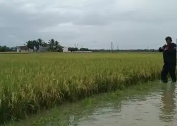 Kondisi tanaman padi di wilayah Desa Idaman, Kecamatan Patia, teredam banjir, Rabu (28/12/2022). (ISTIMEWA)