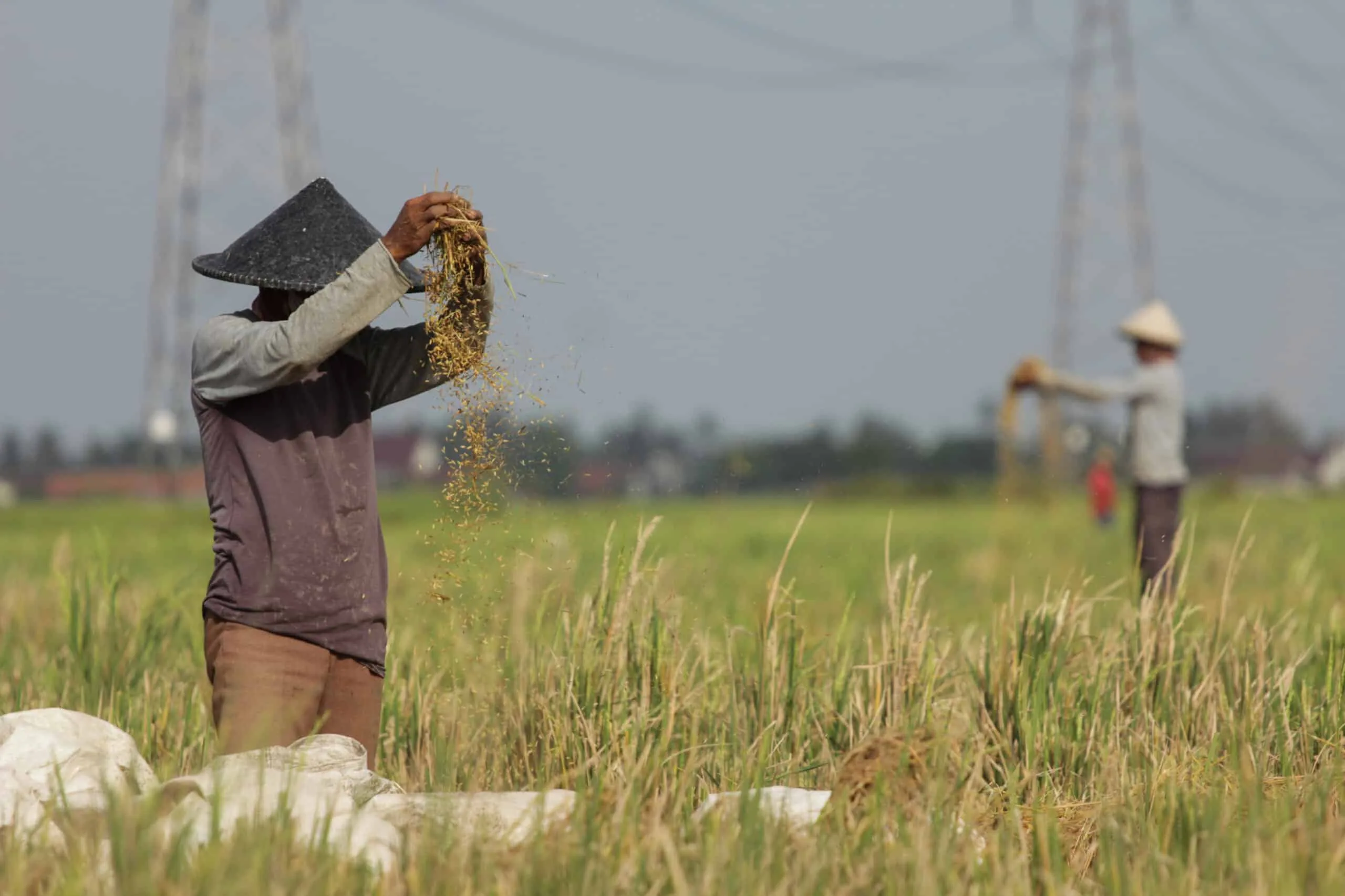 Produksi Gabah di Banten Meningkat, Aman Hingga Awal 2023