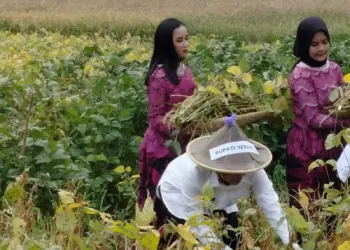 500 hektar lahan disiapkan, untuk tanam kedelain Migo, di Kabupaten Serang. (ISTIMEWA)