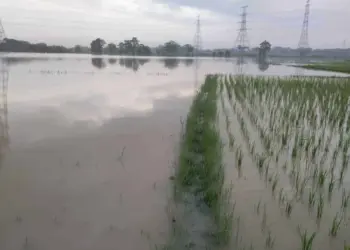 24 Hektar Sawah Terendam Banjir Akibat Luapan Sungai Cidurian