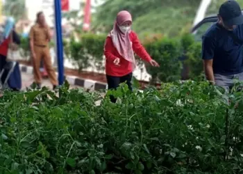 DKP Gelar Vaksinasi Rabies Gratis Hingga Bagi Tanaman di Safari Pembangunan