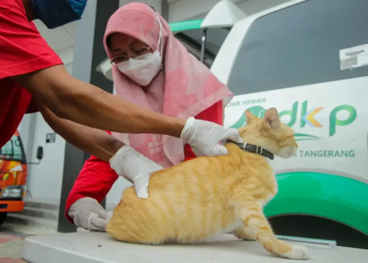 Foto Vaksinasi Rabies Hewan Peliharaan Gratis di Kota Tangerang