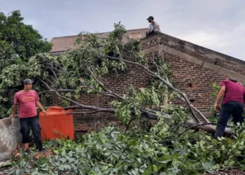 Rumah Warga Uwung Jaya Tertimpa Pohon, Pemkot Tangerang Langsung Bergerak