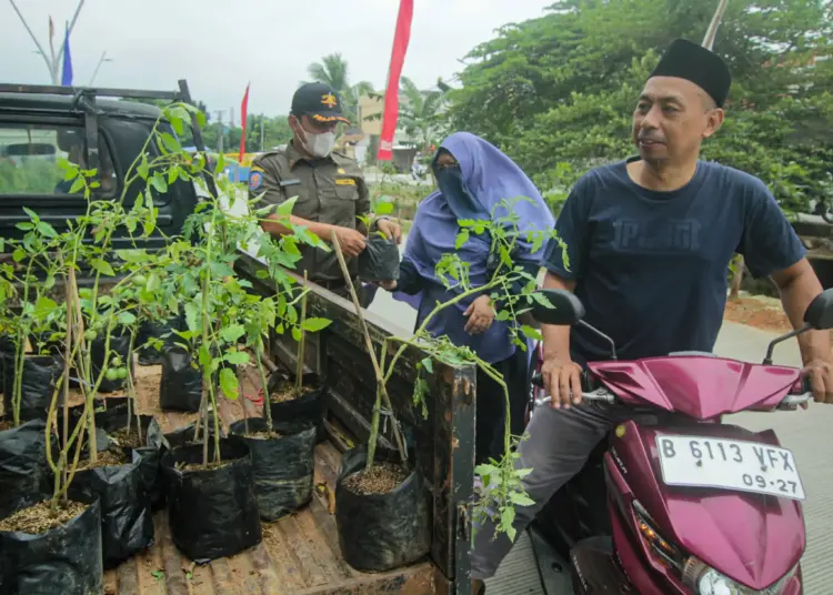 Foto Pembagian Bibit Tanaman Gratis di Cipondoh