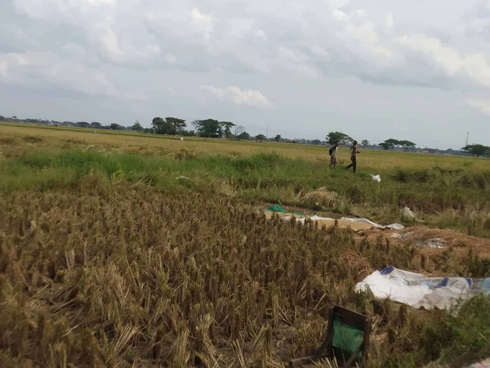 Lahan persawahan di wilayah Banten. (ISTIMEWA)