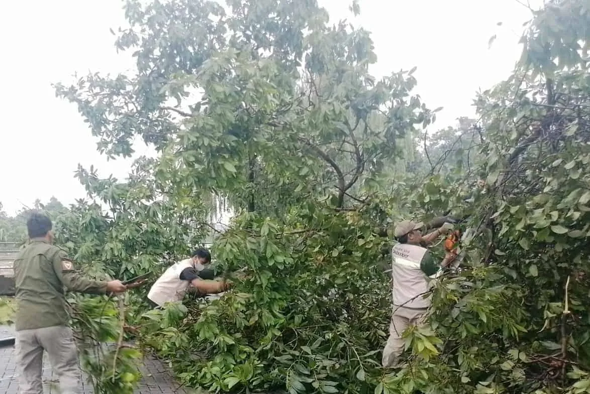 Hujan Angin di Kota Tangerang, Masyarakat Diminta Mewaspadai Pohon Tumbang