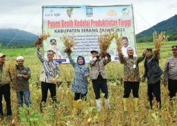 Bupati Serang Ratu Tatu Chasanah, bersama jajarannya melakukan panen raya kedelai. (ISTIMEWA)