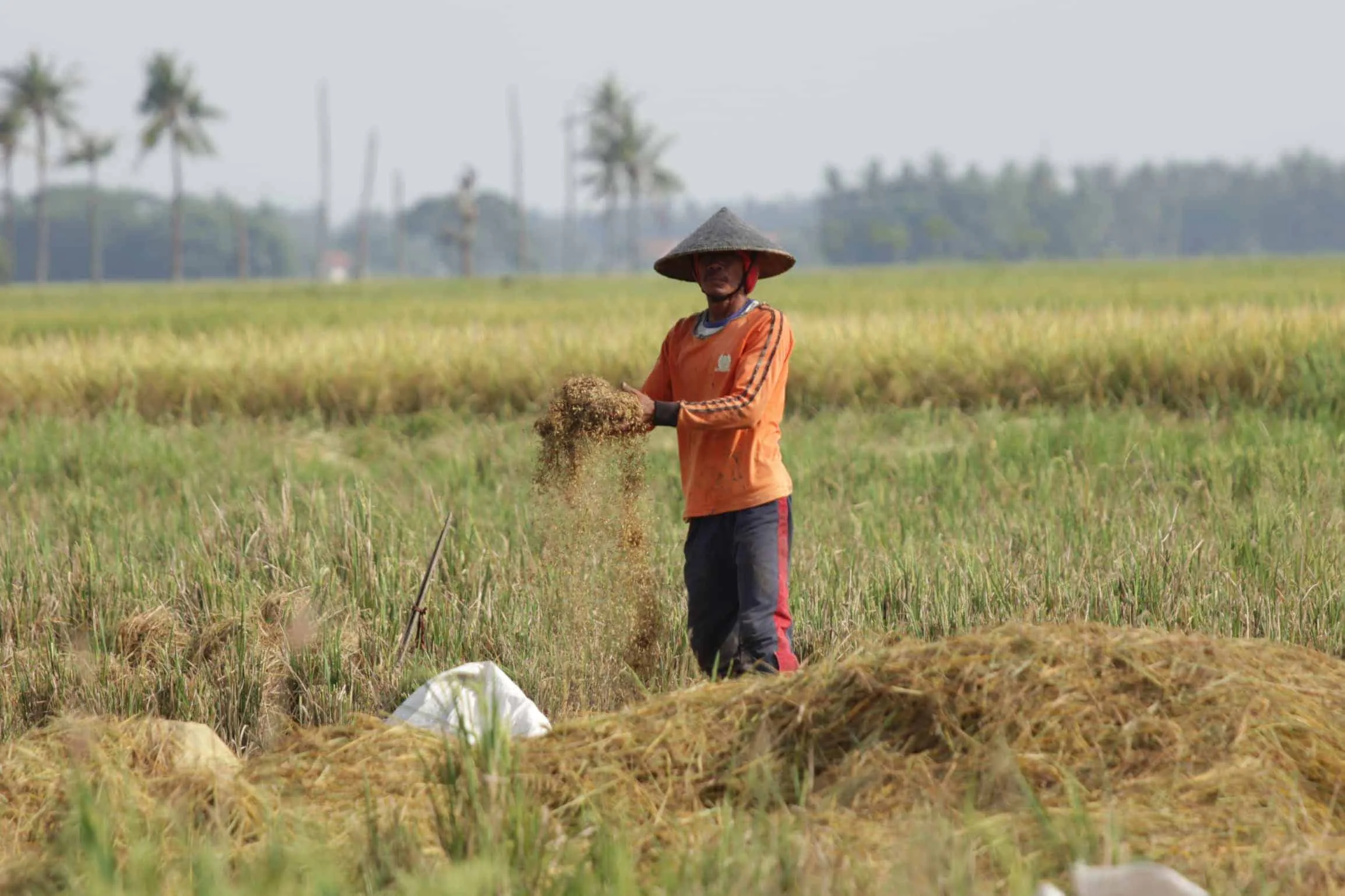 Stok Beras di Banten Diprediksi Surplus 40.000 Ton