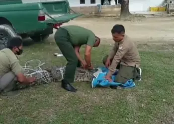 DITANGKAP - Pihak BKSDA Serang, sedang mengamankan seekor buaya, yang mengganggu warga Desa Tunggal Jaya, Kecamatan Sumur, Kabupaten Pandeglang. (ISTIMEWA)