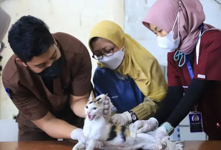 Puskeswan Kota Tangerang Punya Layanan House Call, Begini Cara Daftarnya