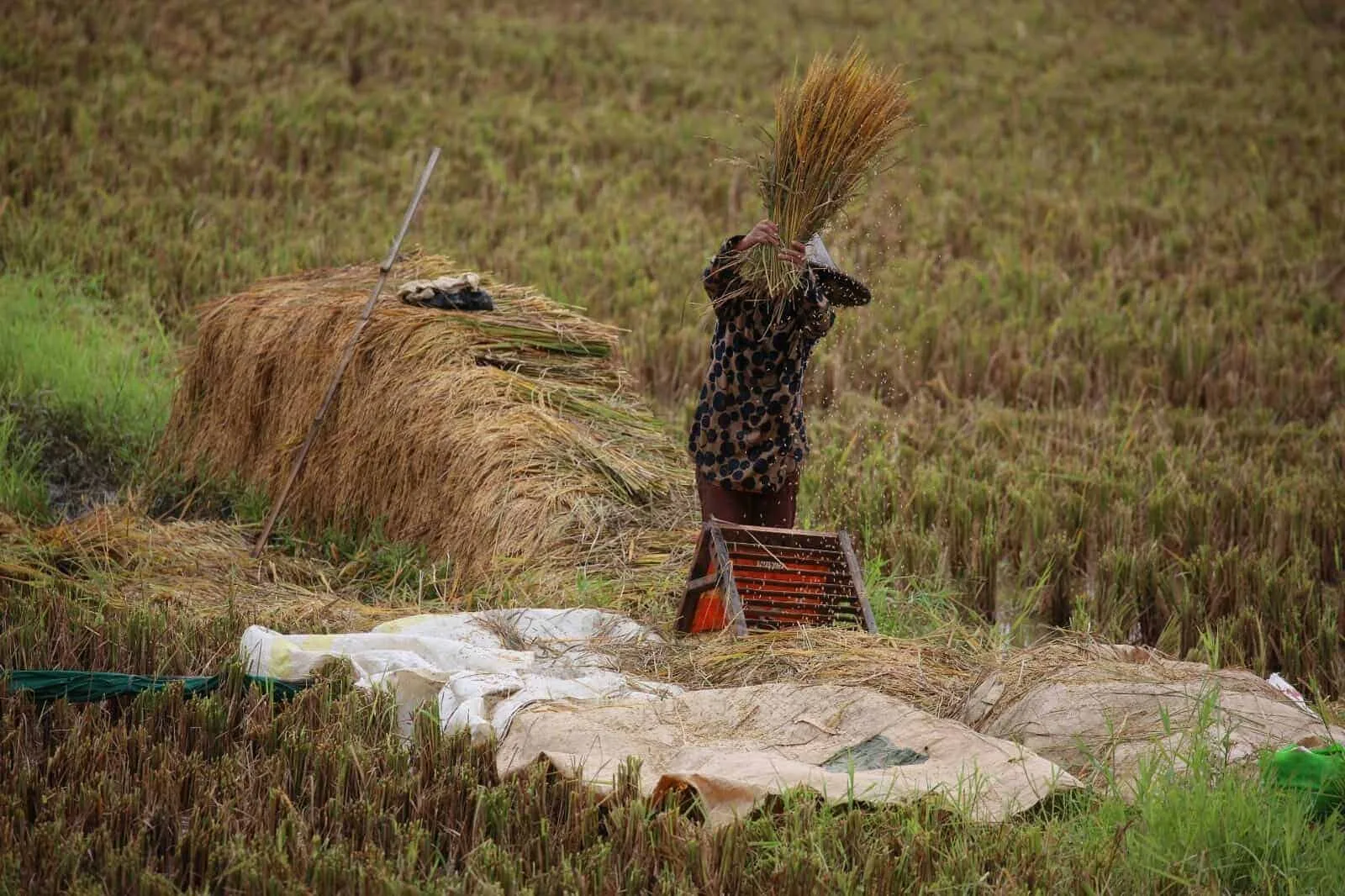 Seorang petani sedang memanen padi di lahan persawahan. (ISTIMEWA)