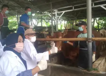 Jelang Hari Raya Kurban, Banten Kekurangan Sapi dan Domba