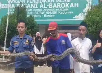 Petugas BPBD dan pawang ular, tangkap Ular Piton yang masuk ke lembaga pendidikan di Pandeglang, Jumat (12/5/2023). (ISTIMEWA)