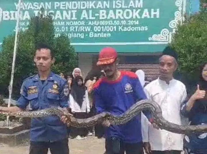 Petugas BPBD dan pawang ular, tangkap Ular Piton yang masuk ke lembaga pendidikan di Pandeglang, Jumat (12/5/2023). (ISTIMEWA)