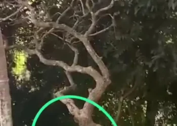 Video Dua Sejoli Diduga Mesum Di Taman Puspemkab Tangerang Beredar