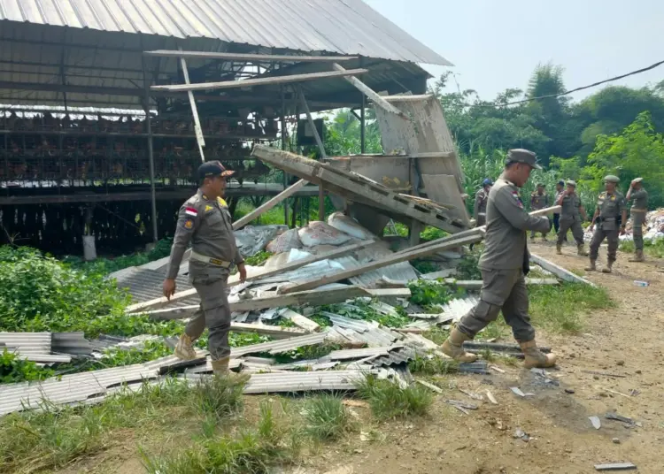 Peternakan Ayam berisi 50.000 ekor, dibongkar anggota Satpol PP Kabupaten Serang, Senin (12/6/2023). (ISTIMEWA)