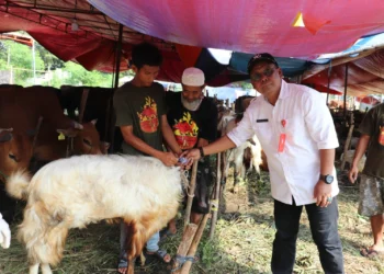 PEMERIKSAAN HEWAN KURBAN: Kepala DPKP Kabupaten Tangerang Asep Jatnika bersama tim pemeriksa hewan kurban saat meninjau lapak penjualan hewan kurban di kawasan Bencongan, Kecamatan Kelapa Dua, Selasa (20/6/2023). (ISTIMEWA)