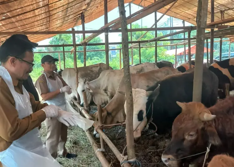 HEWAN KURBAN - Kepala Distan Banten Agus M. Tauchid, meninjau lapak hewan kurban, jelang Idul Adha yang tinggal beberapa hari lagi. (ISTIMEWA)