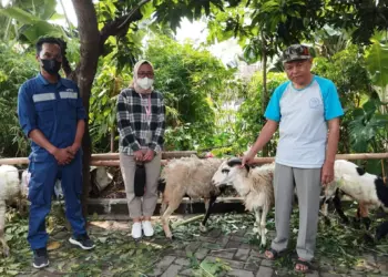 HEWAN KURBAN: Penyerahan dua ekor domba hewan kurban secara langsung oleh manajemen Citiplaza Kutabumi kepada DKM Masjid Al-Muhajirien, melalui kegiatan Corporate Social Responsibility (CSR) Rabu, (28/06/2023). (ISTIMEWA)