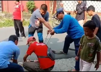 Ngeri, Ular King Kobra Masuk Rumah Warga di Lebak, Ini Duga Penyebabnya