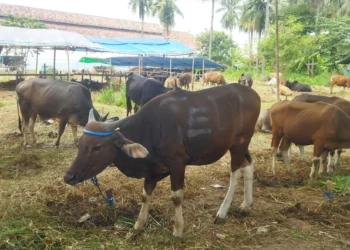 Pemprov Banten Datangkan 10 Ribu Dosis Vaksin LSD Didatangkan