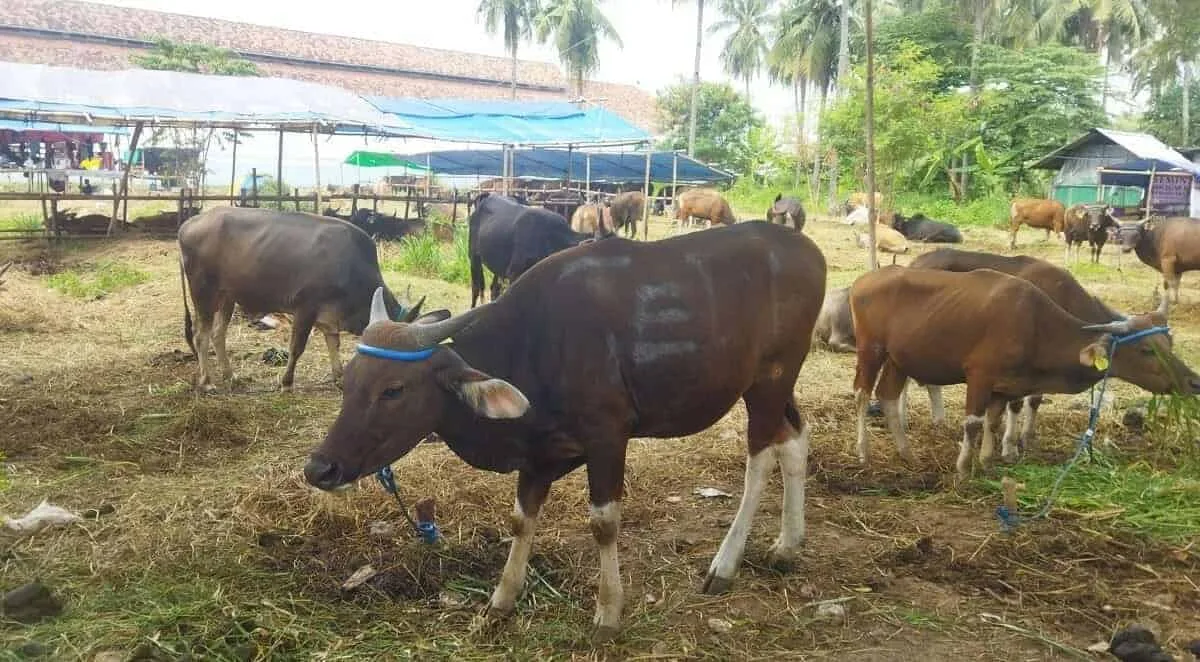 Pemprov Banten Datangkan 10 Ribu Dosis Vaksin LSD Didatangkan