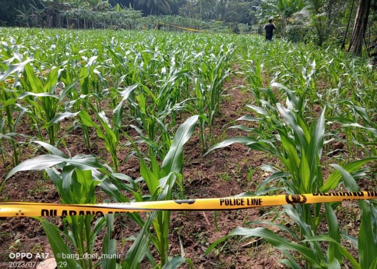 Lokasi temuan mayat di perkebunan jagung, di pasang police line. (ISTIMEWA)