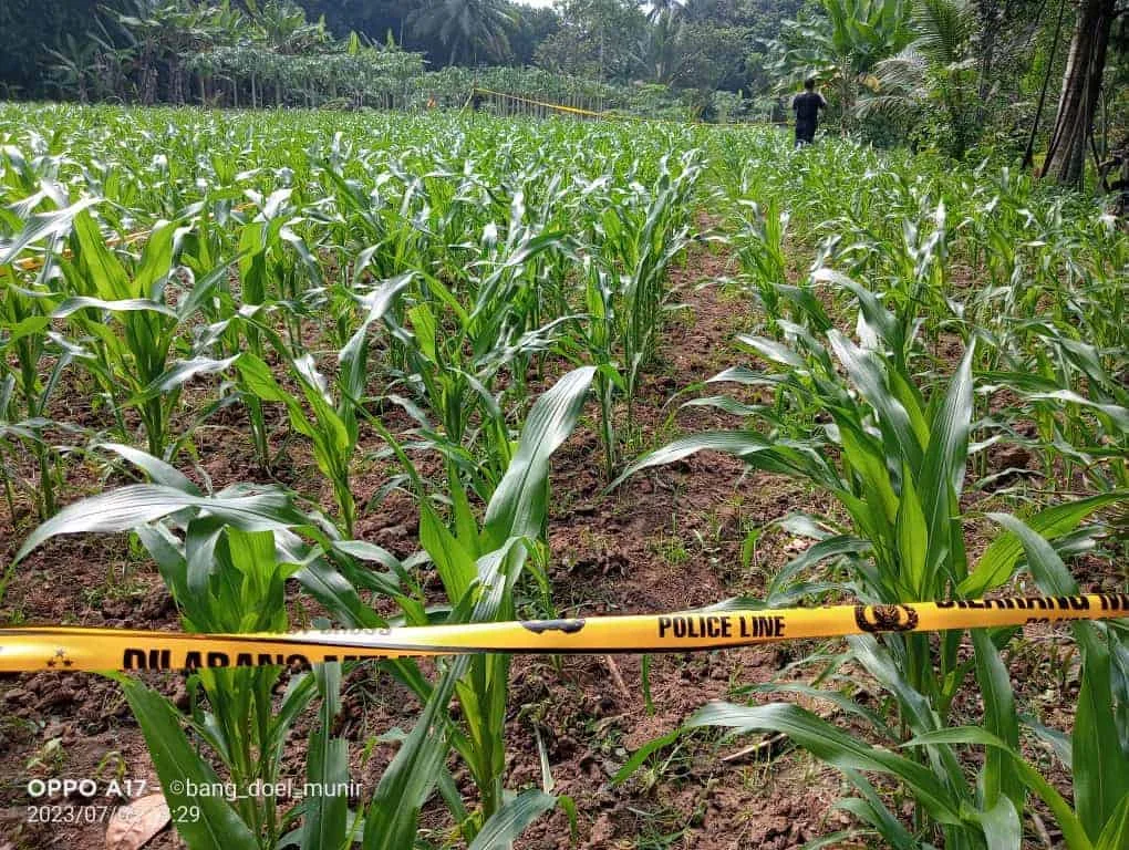 Lokasi temuan mayat di perkebunan jagung, di pasang police line. (ISTIMEWA)